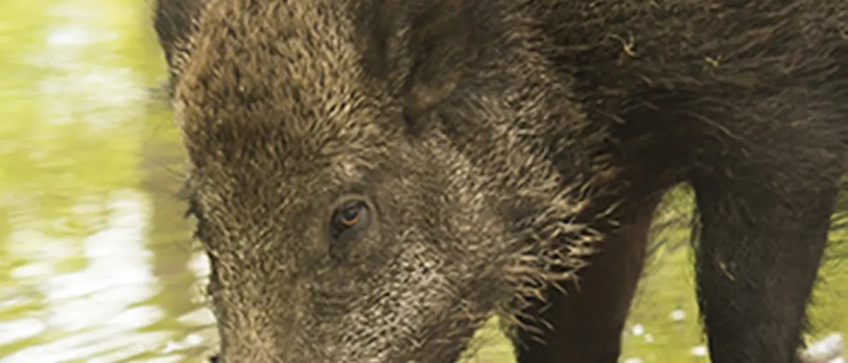 Cinghiale morto a Reggio, Regione in campo per debellare peste suina