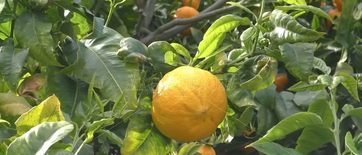 Bergamotto di Reggio Calabria verso l’IGP: pubblicato in Gazzetta Ufficiale il disciplinare. Trenta giorni per le opposizioni, poi il dossier a Bruxelles\n