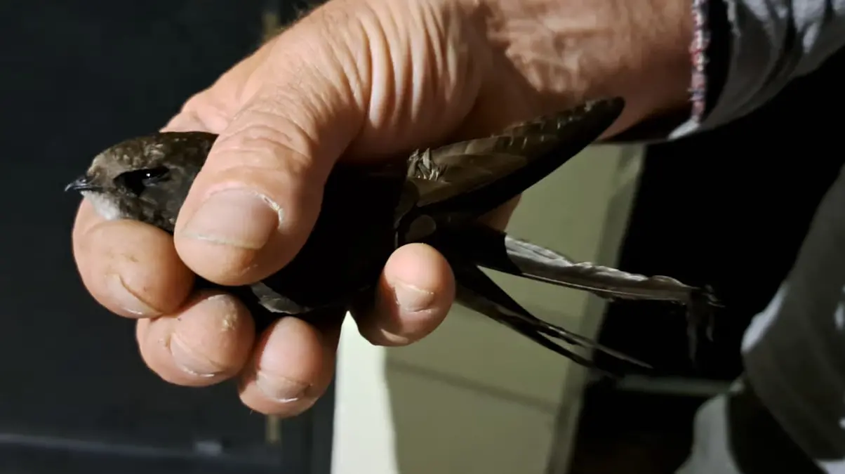 Reggio, era rimasto intrappolato tra esche e fili: salvato esemplare di rondone