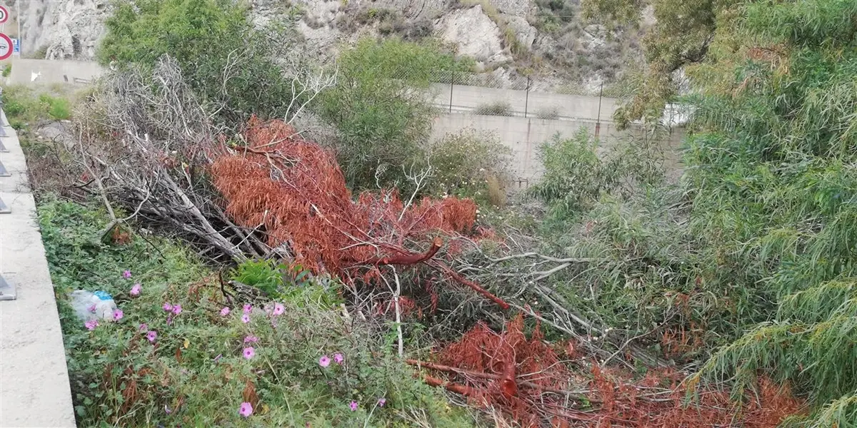 Motta San Giovanni, la denuncia di Ancadic: «Degrado in via delle Sirene, necessaria bonifica»