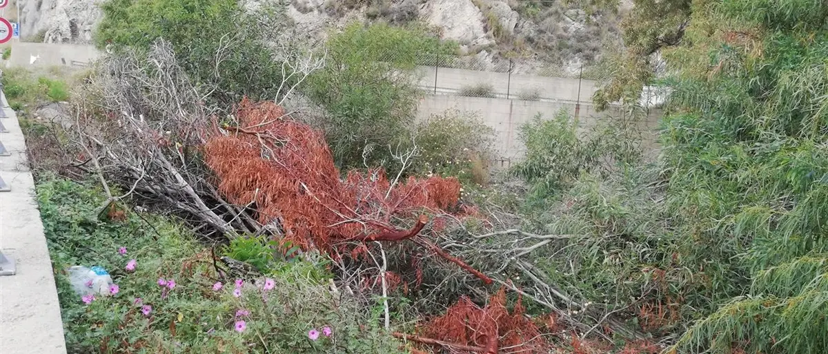 Motta San Giovanni, la denuncia di Ancadic: «Degrado in via delle Sirene, necessaria bonifica»
