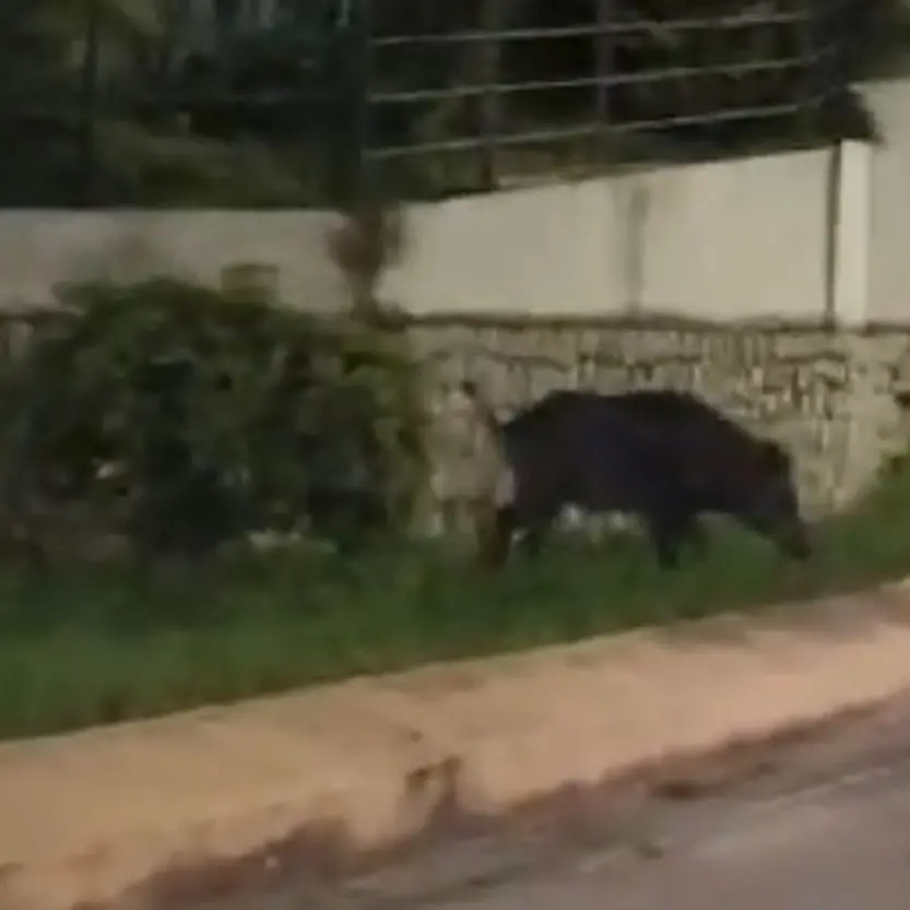 Caulonia, cinghiale a spasso nella notte sul lungomare - VIDEO