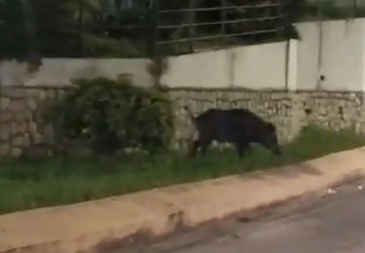 Caulonia, cinghiale a spasso nella notte sul lungomare - VIDEO