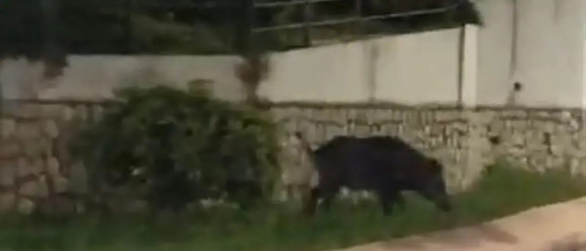 Caulonia, cinghiale a spasso nella notte sul lungomare - VIDEO