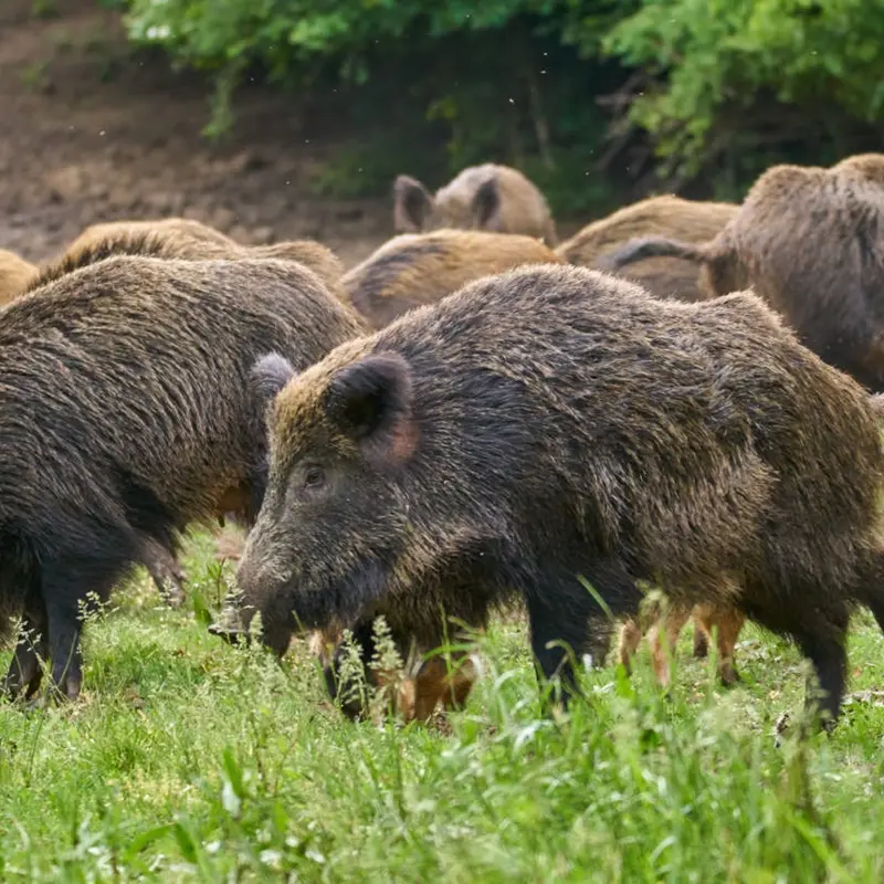 Cinghiali in Calabria, Mattiani: «Risposte ad allevatori e agricoltori»