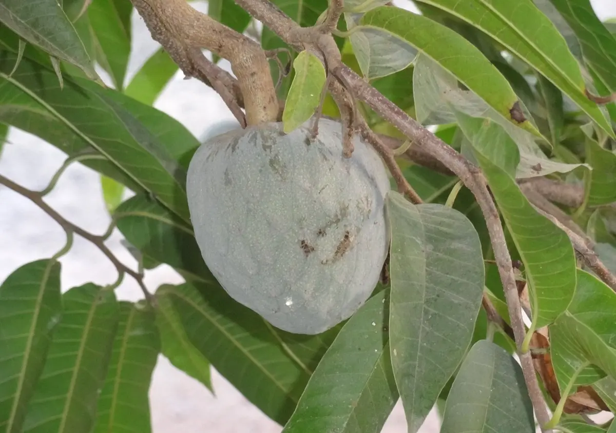 DE GUSTIBUS | Annona, “tropico” reggino