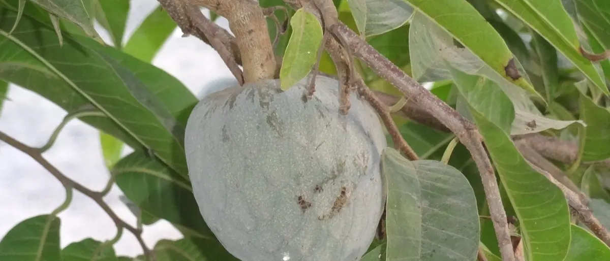 Coldiretti esulta: inizia ora «la stagione dell’annona di Reggio Calabria»
