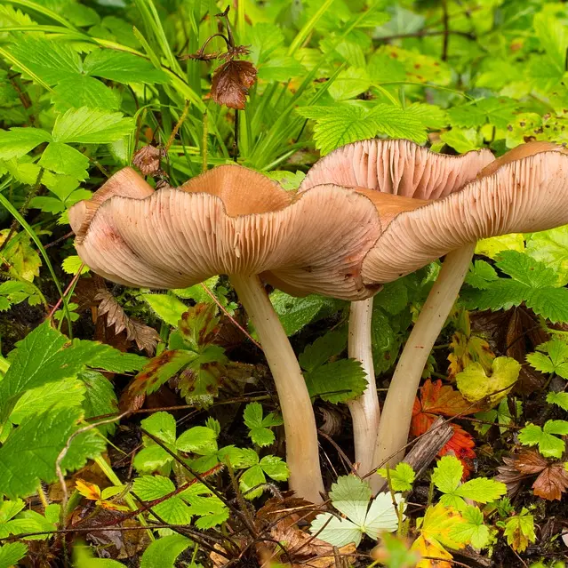 Intossicazione da funghi a Ostuni, muore 80enne: figlia ricoverata d’urgenza