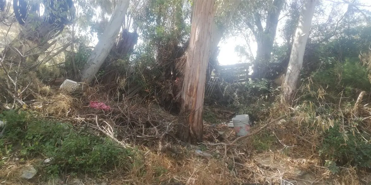 Lazzaro, Ancadic: «Si continua a sottovalutare la pericolosità degli alberi a margine delle strade»