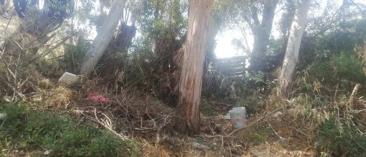 Lazzaro, Ancadic: «Si continua a sottovalutare la pericolosità degli alberi a margine delle strade»