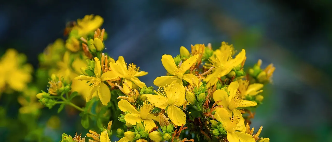 SAPORE DI SALE | Solstizio d’estate: ecco da dove nasce “U Sangiuanni”