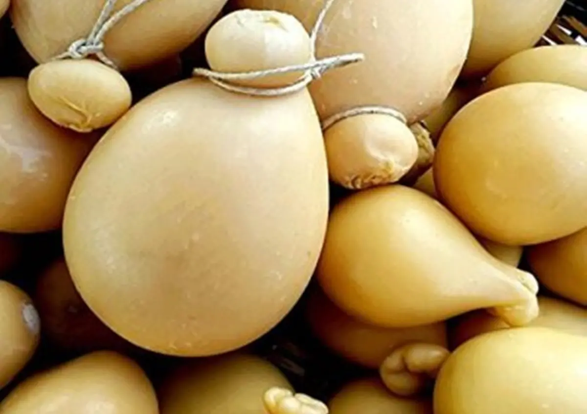 DE GUSTIBUS | Caciocavallo di Ciminà, sapore antico e deciso