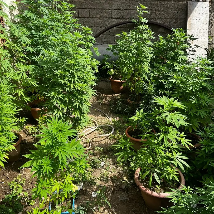 Condofuri, coltivavano e producevano marijuana in 2 ettari di terreno: intera famiglia in arresto