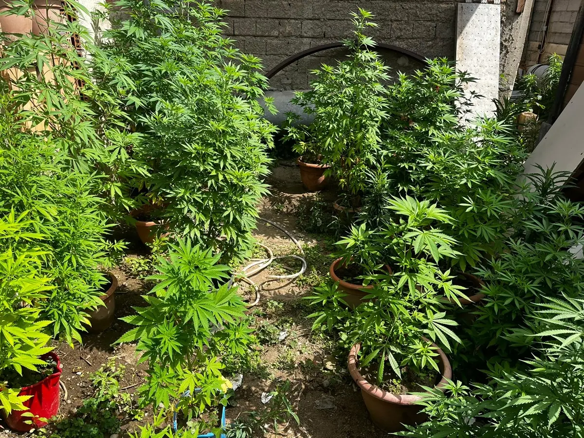 Condofuri, coltivavano e producevano marijuana in 2 ettari di terreno: intera famiglia in arresto