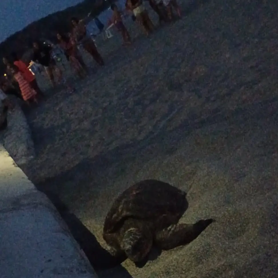 Bova Marina, tra bagnanti incuriositi arriva una Caretta Caretta per deporre le sue uova - VIDEO