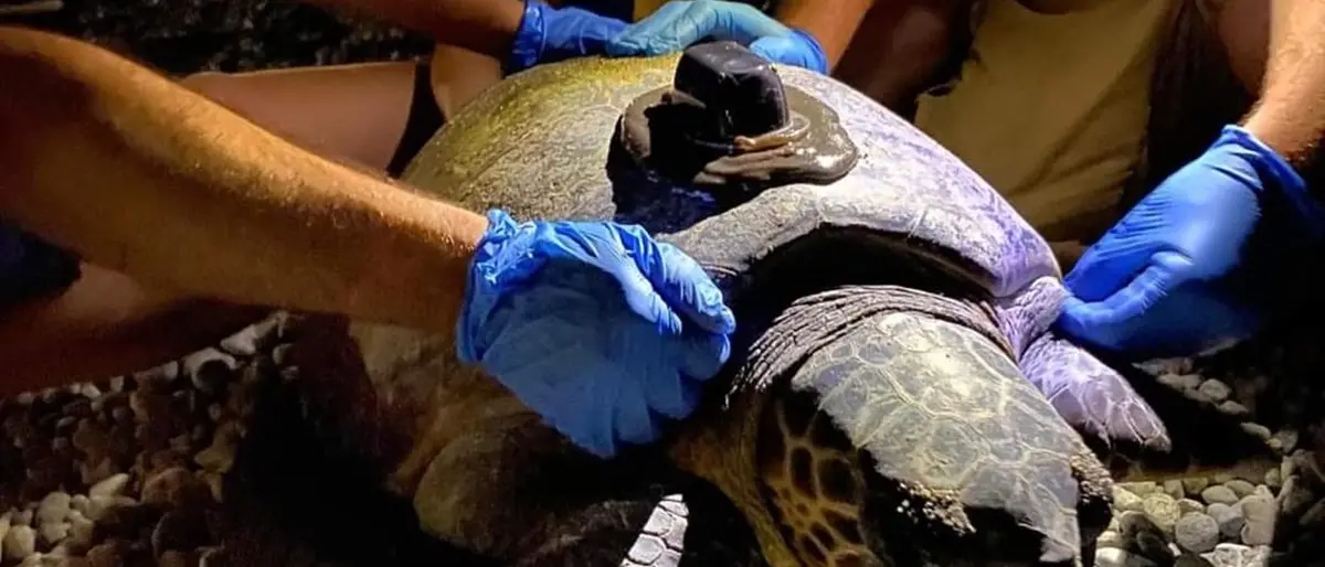 Bova Marina, la tartaruga è tornata nella notte a deporre le uova