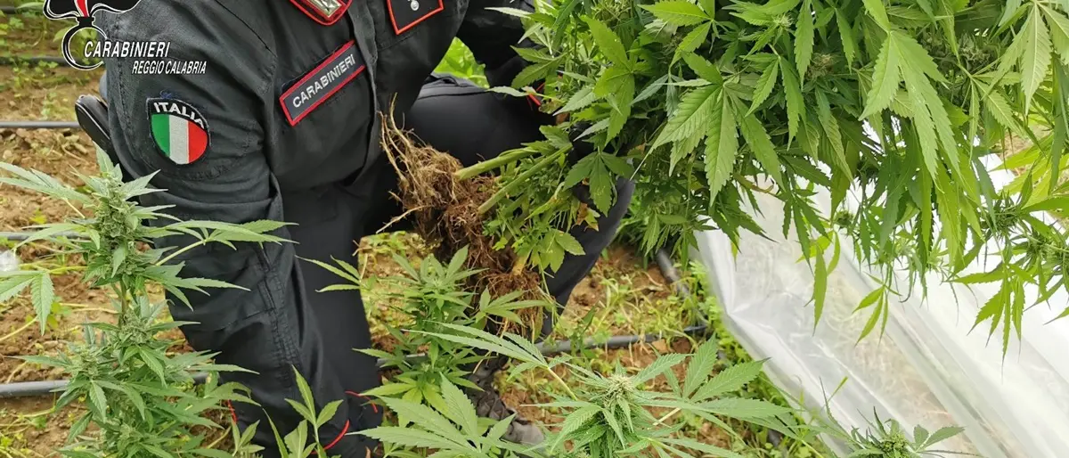 Canolo, coltivava circa 100 piante di marijuana: carabinieri arrestano un 49enne