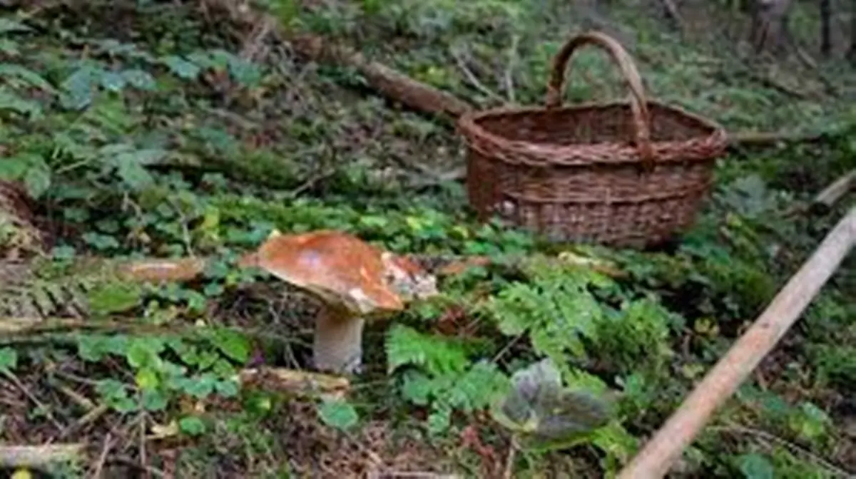 Rizziconi, Gruppi Micologici denunciano atti vandalici sulle auto dei cercatori di funghi