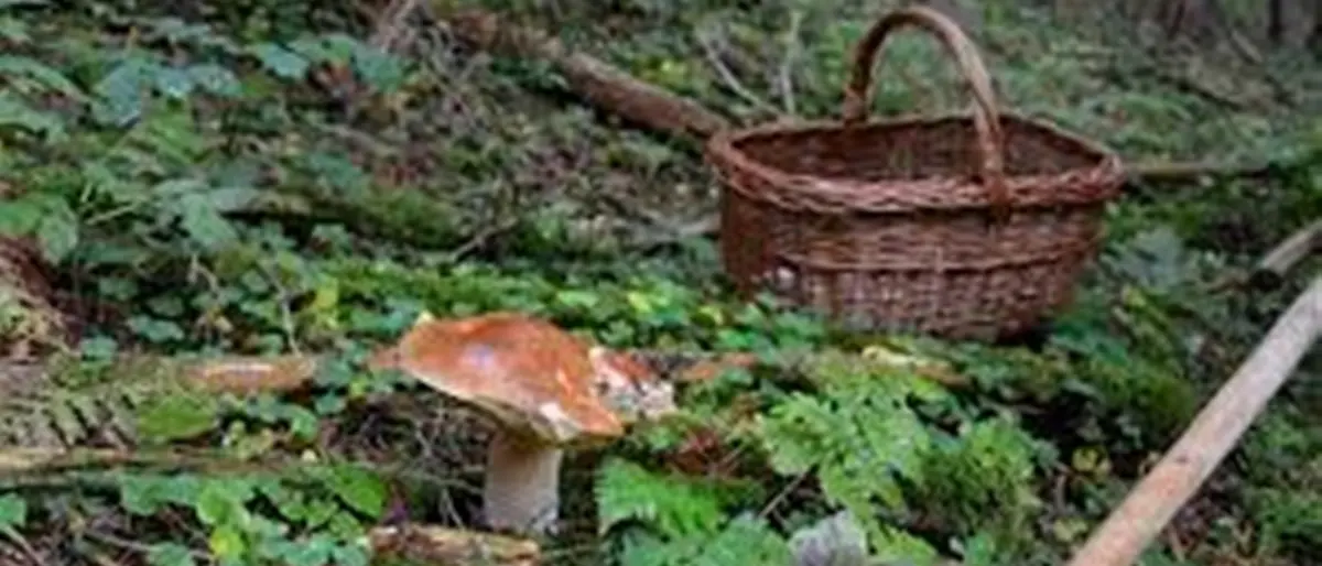 Rizziconi, Gruppi Micologici denunciano atti vandalici sulle auto dei cercatori di funghi