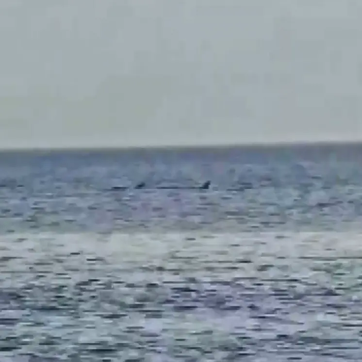 Reggio, la danza dei delfini a Catona - VIDEO