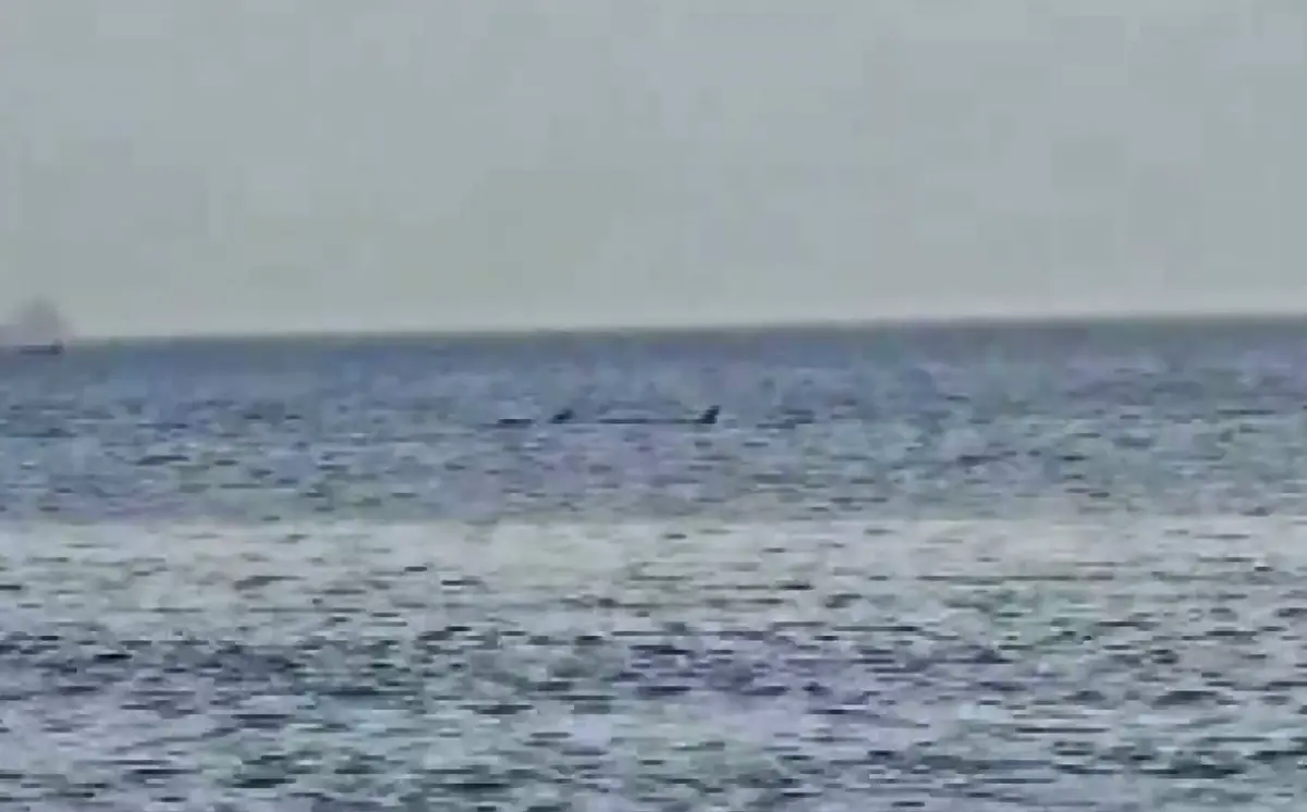 Reggio, la danza dei delfini a Catona - VIDEO