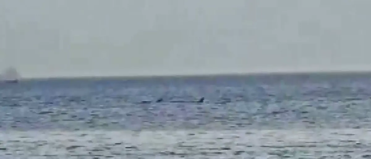 Reggio, la danza dei delfini a Catona - VIDEO