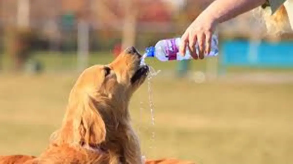 Emergenza caldo: Coldiretti lancia l'allarme sugli animali sia in città che in campagna
