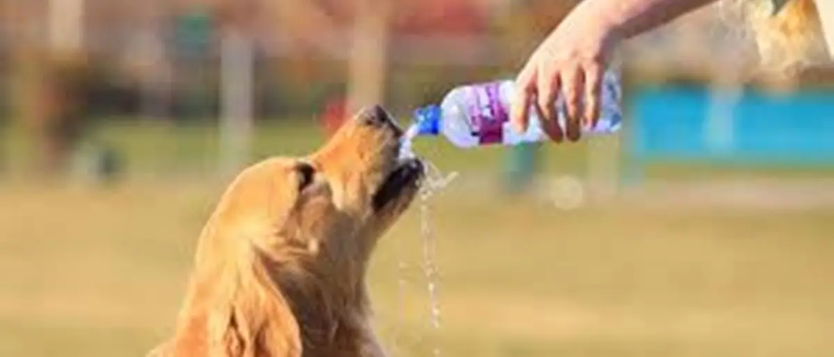 Emergenza caldo: Coldiretti lancia l'allarme sugli animali sia in città che in campagna