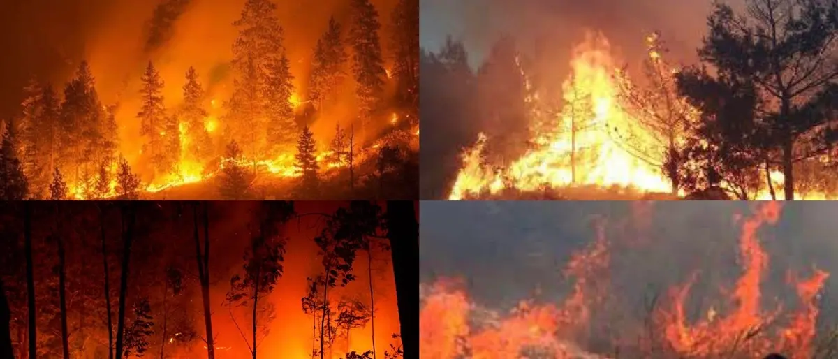 Incendi, Pd Calabria: «Il presidente Occhiuto prenda atto del fallimento della gestione dell'emergenza»