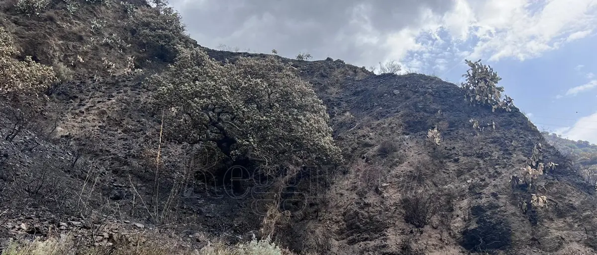 Fuoco uccide un uomo a Cardeto, il sindaco Arfuso: «Siamo addolorati ed esausti, mezzi di soccorso insufficienti»