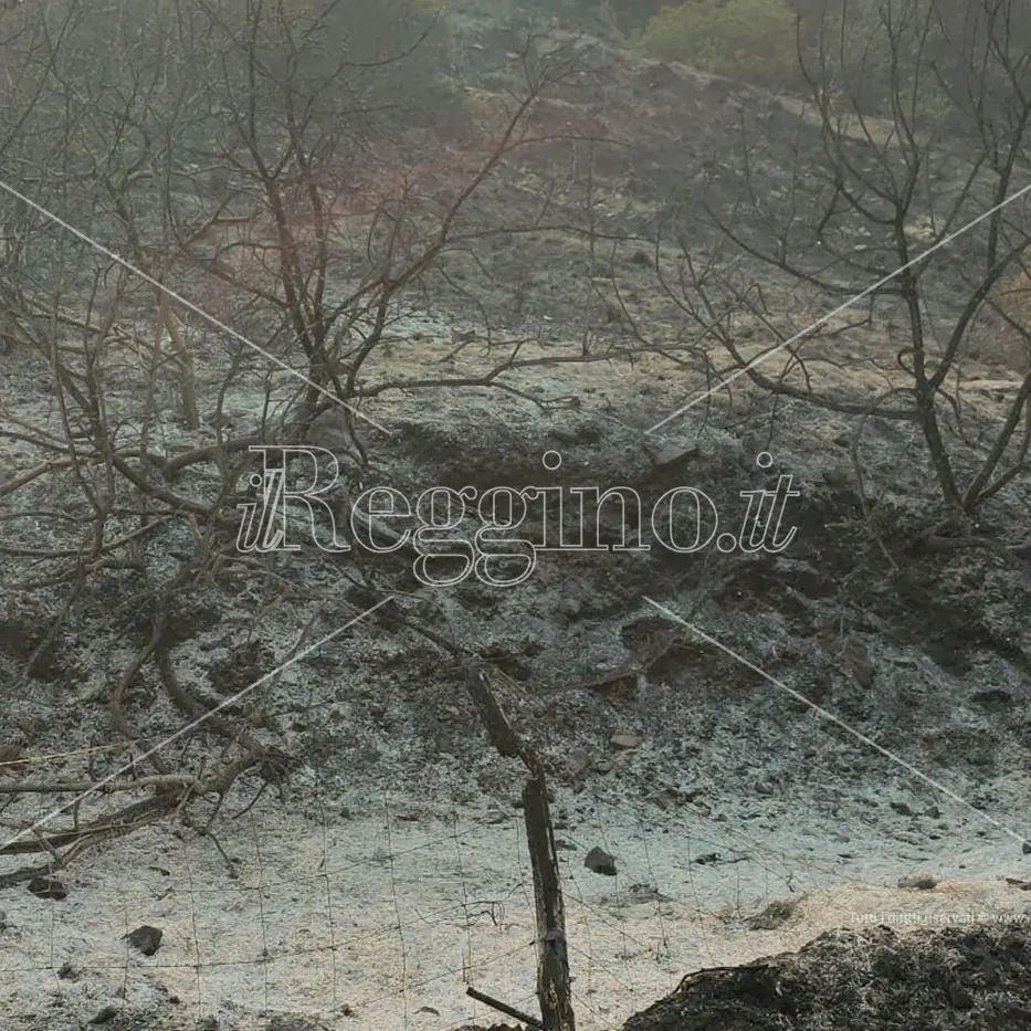 Emergenza incendi, ancora un giorno di lotta nel Reggino ma il fronte si riduce
