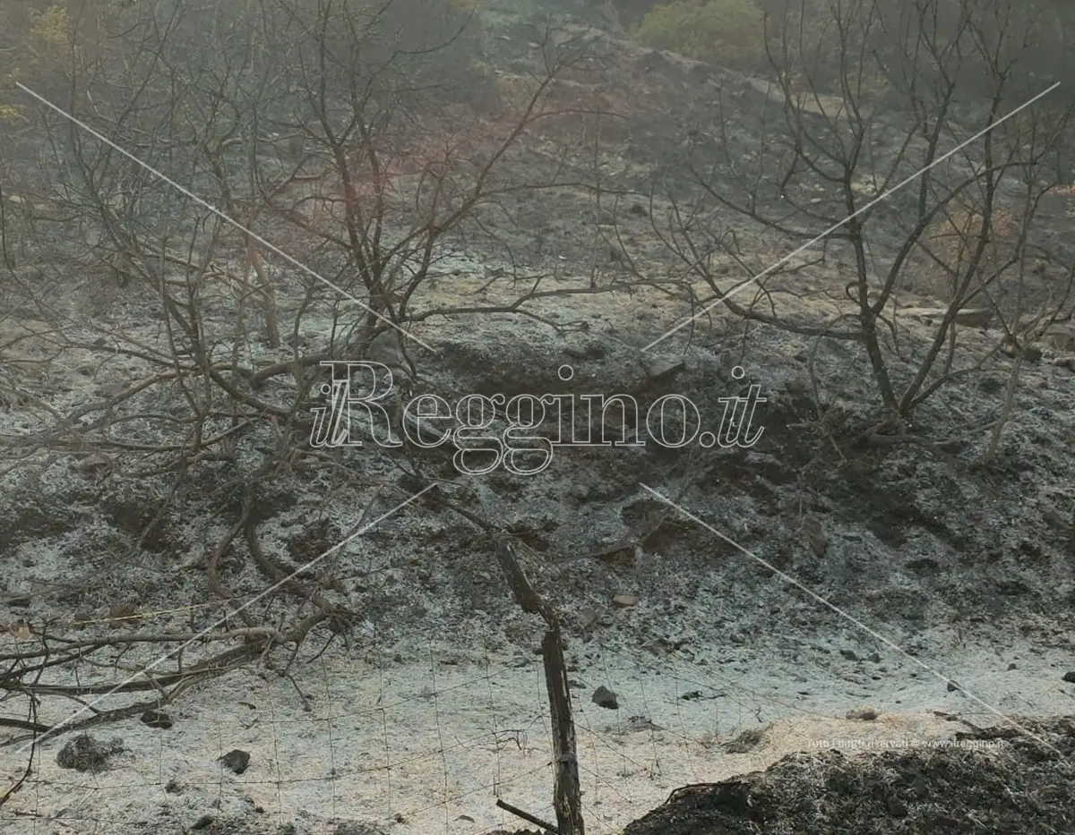 Emergenza incendi, ancora un giorno di lotta nel Reggino ma il fronte si riduce