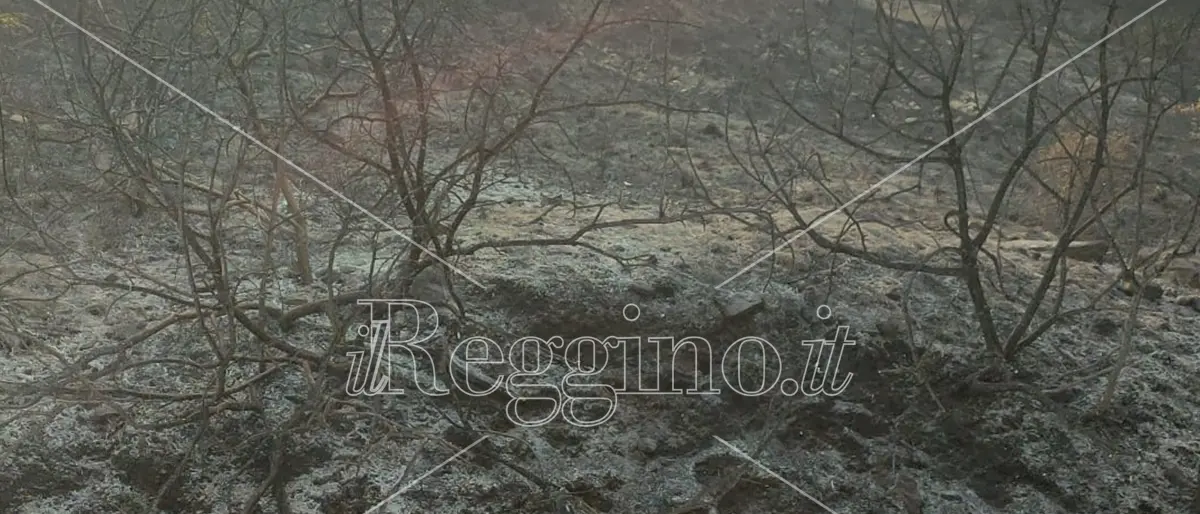 Emergenza incendi, ancora un giorno di lotta nel Reggino ma il fronte si riduce