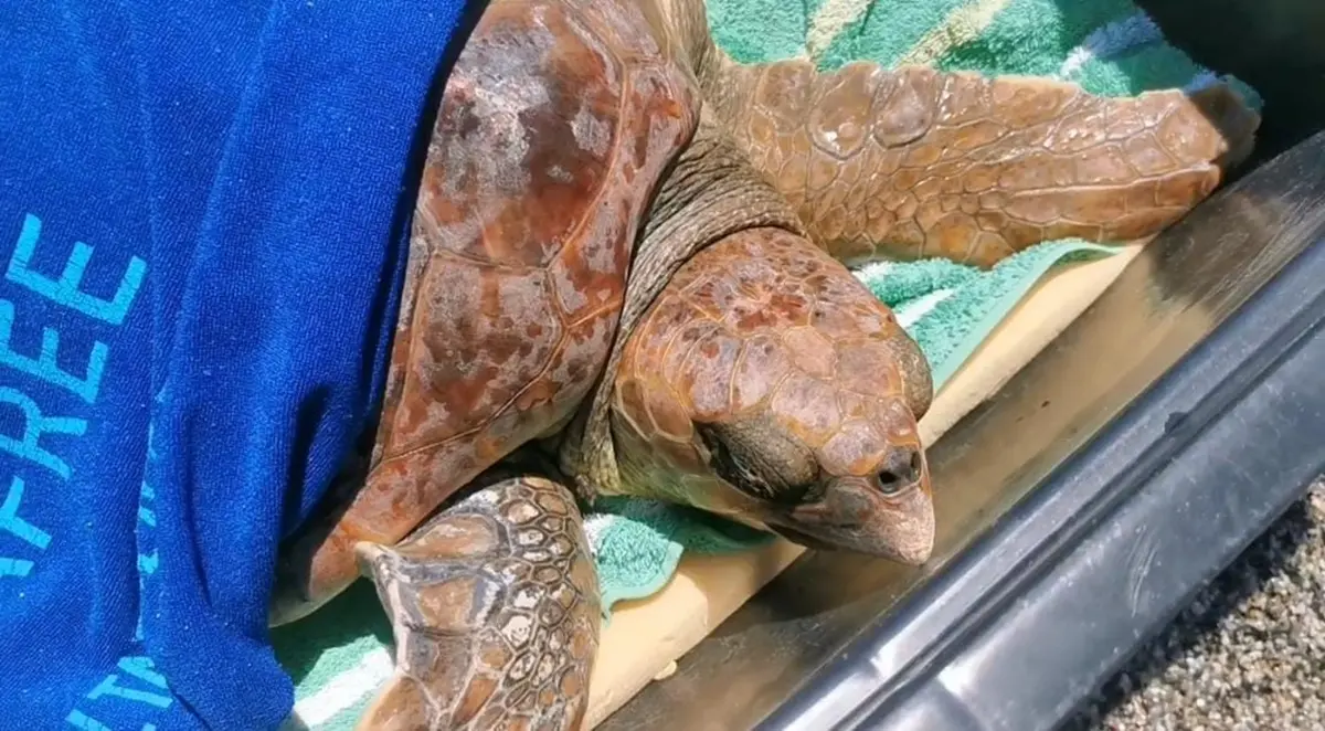 Condofuri, trovata impigliata nella plastica una tartaruga