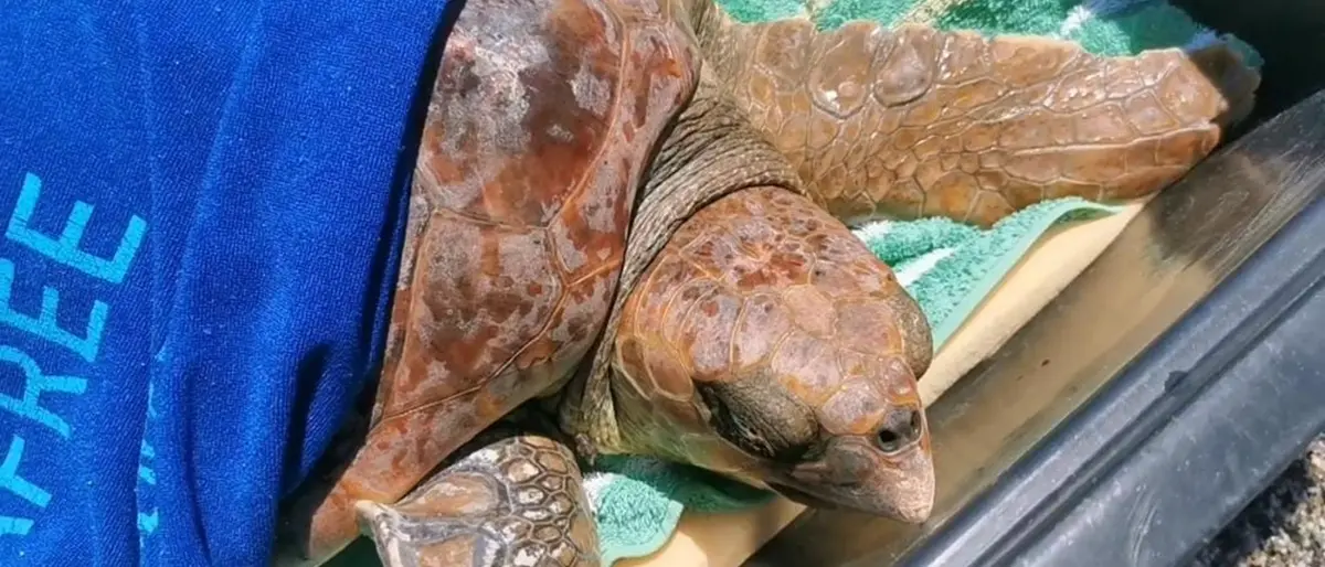 Condofuri, trovata impigliata nella plastica una tartaruga