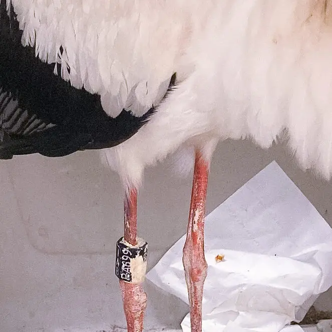 Controlli antibracconaggio: esemplare di cicogna ferito a colpi di fucile nel reggino