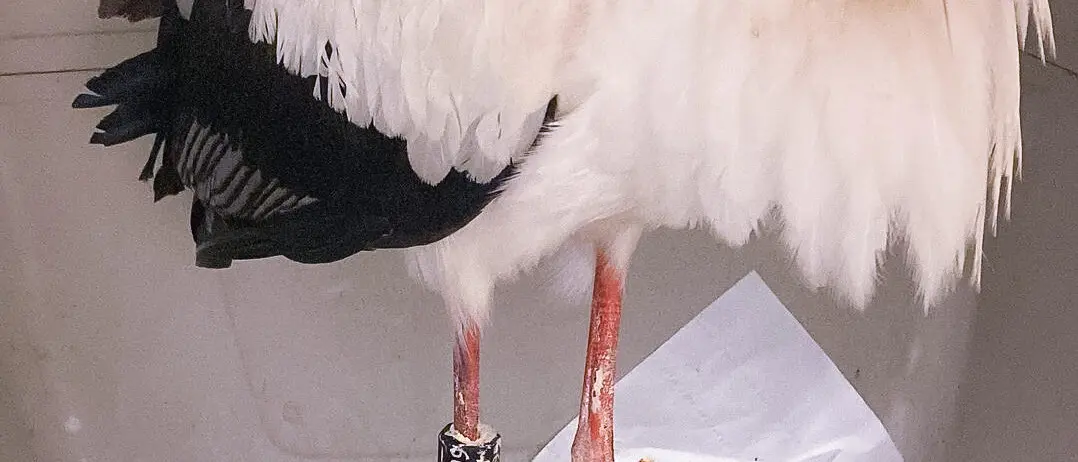 Controlli antibracconaggio: esemplare di cicogna ferito a colpi di fucile nel reggino