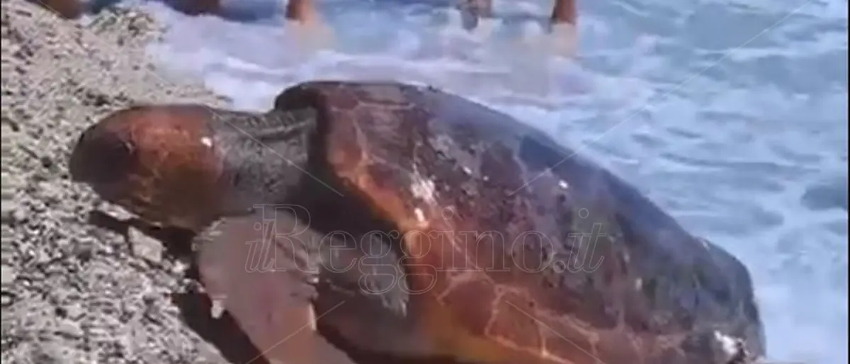 Caulonia, tartaruga esce dal mare per depositare le uova ma ci ripensa e torna in acqua
