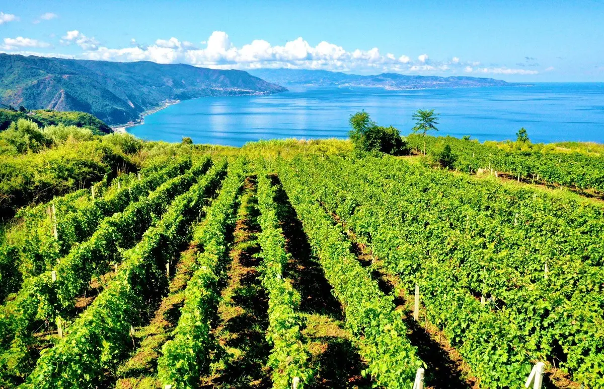 STORIE DI ARTI E MESTIERI | Dal dono di Dioniso, lo zibibbo della Costa Viola