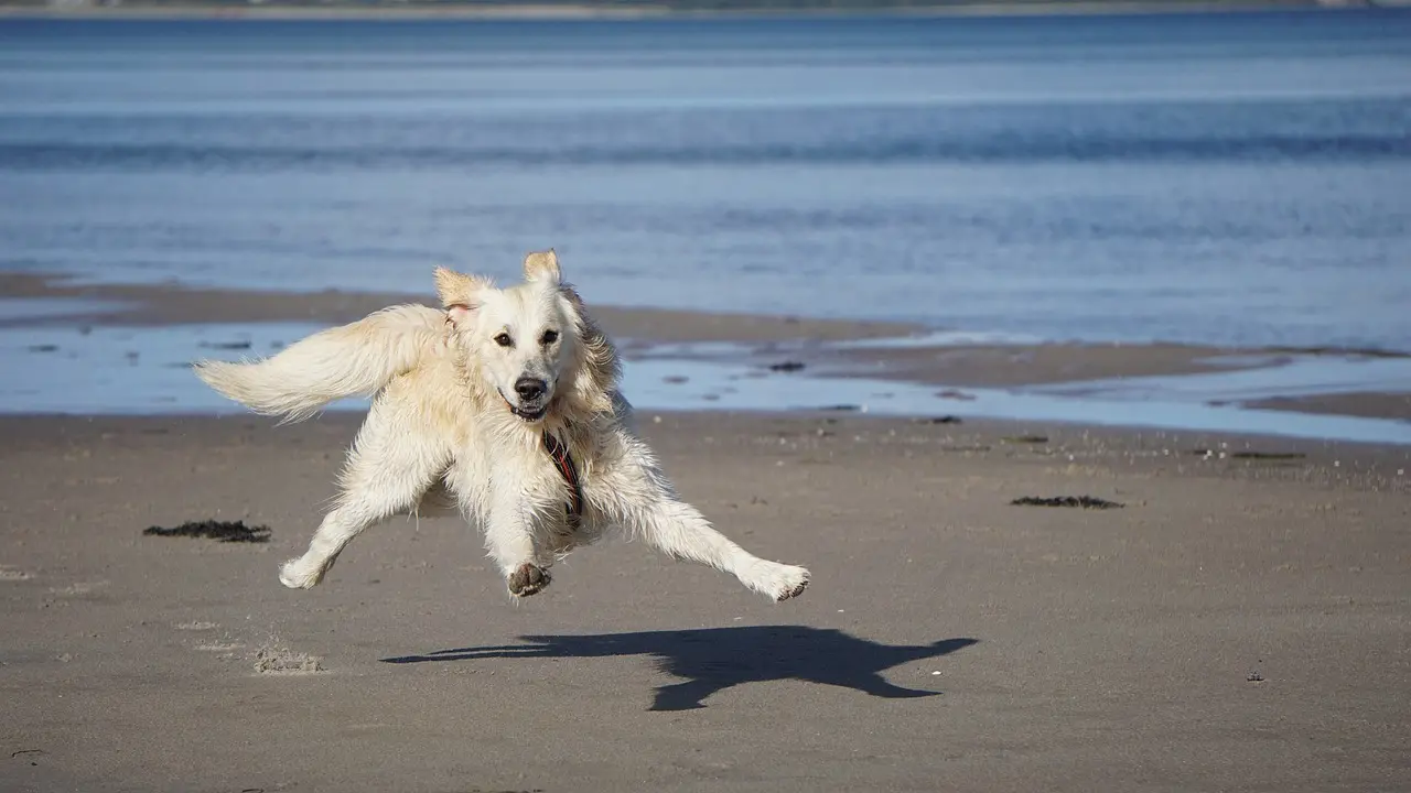 Estate e animali domestici: come evitare abbandoni e viaggiare in sicurezza