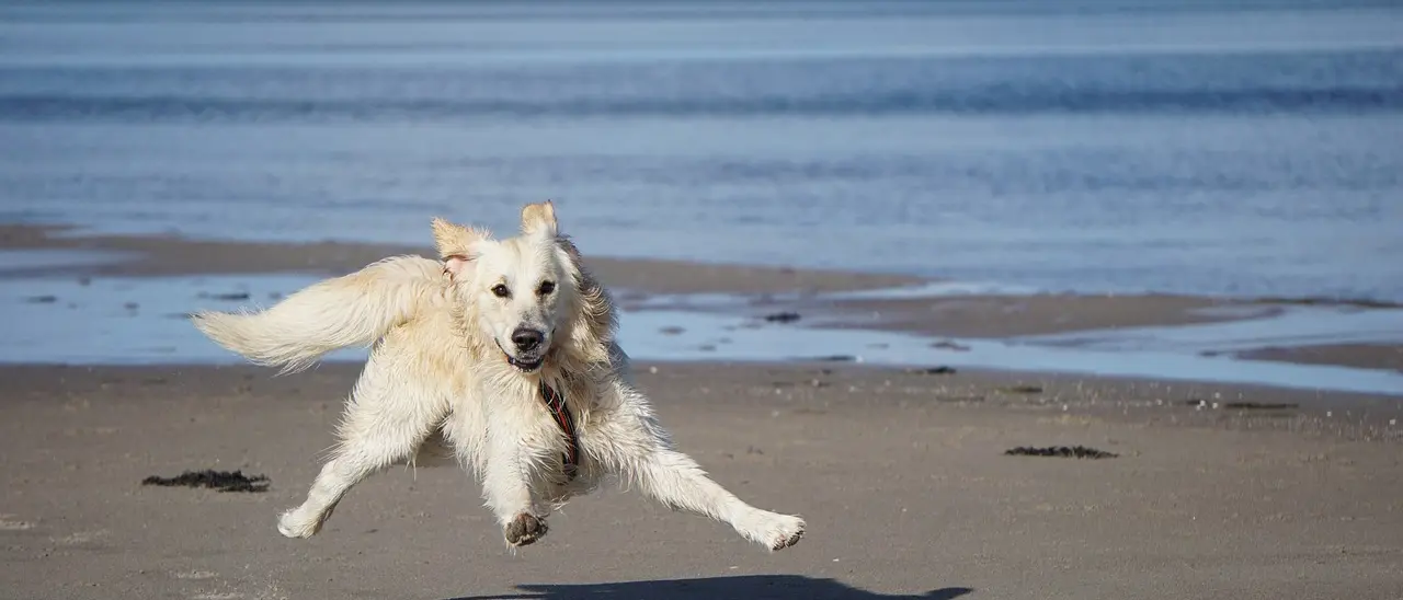 Estate e animali domestici: come evitare abbandoni e viaggiare in sicurezza