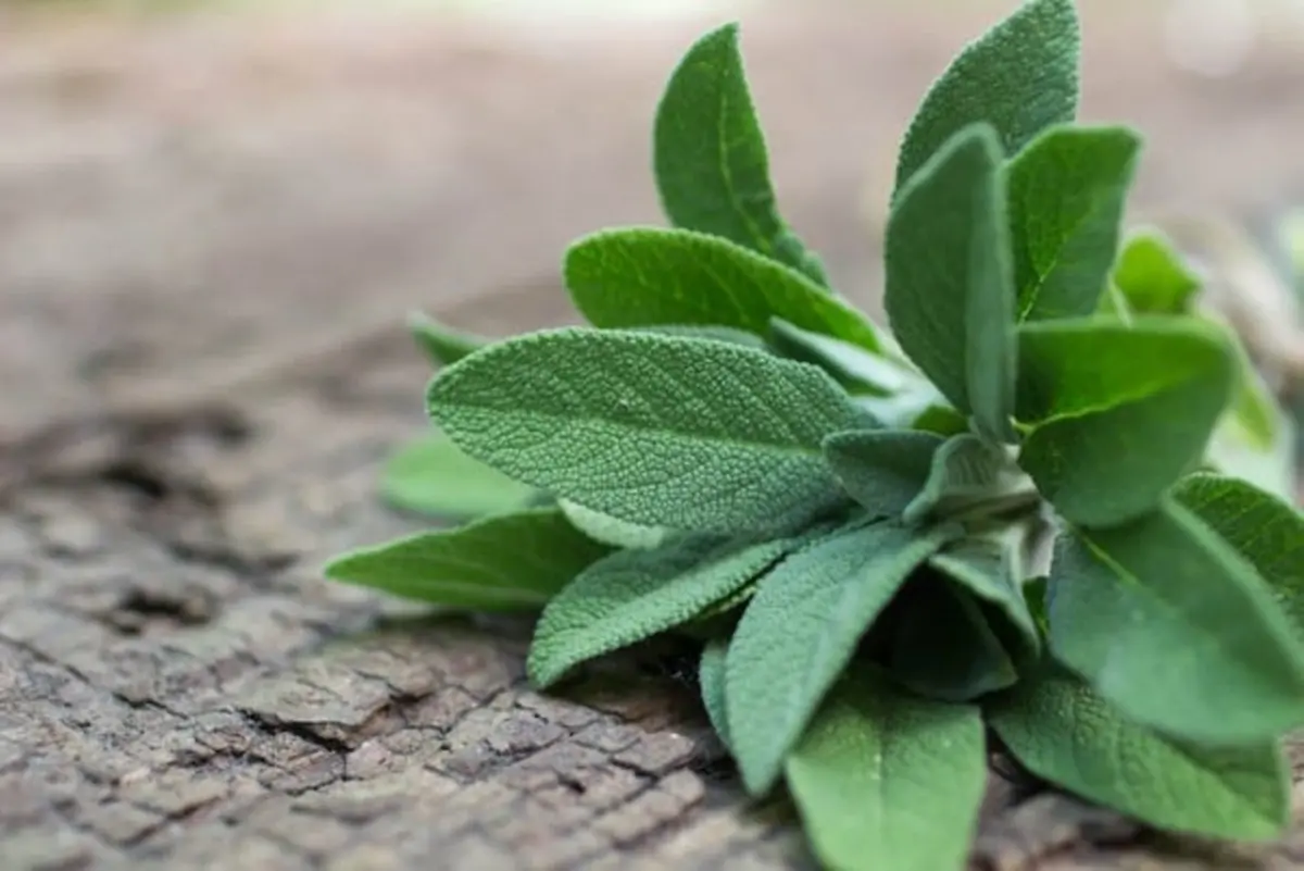 DE GUSTIBUS | Dalla tavola alla cosmesi: la salvia