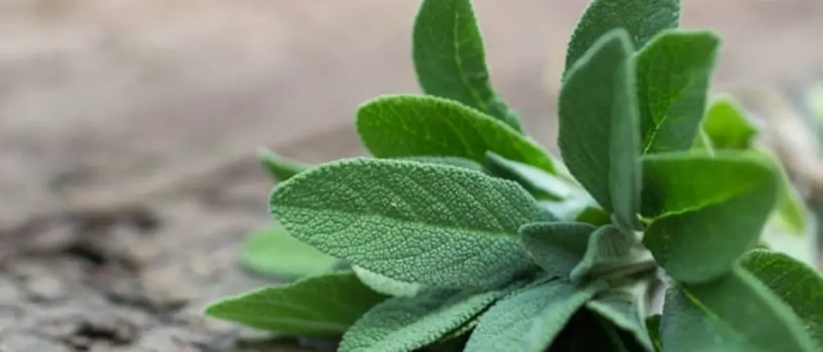 DE GUSTIBUS | Dalla tavola alla cosmesi: la salvia