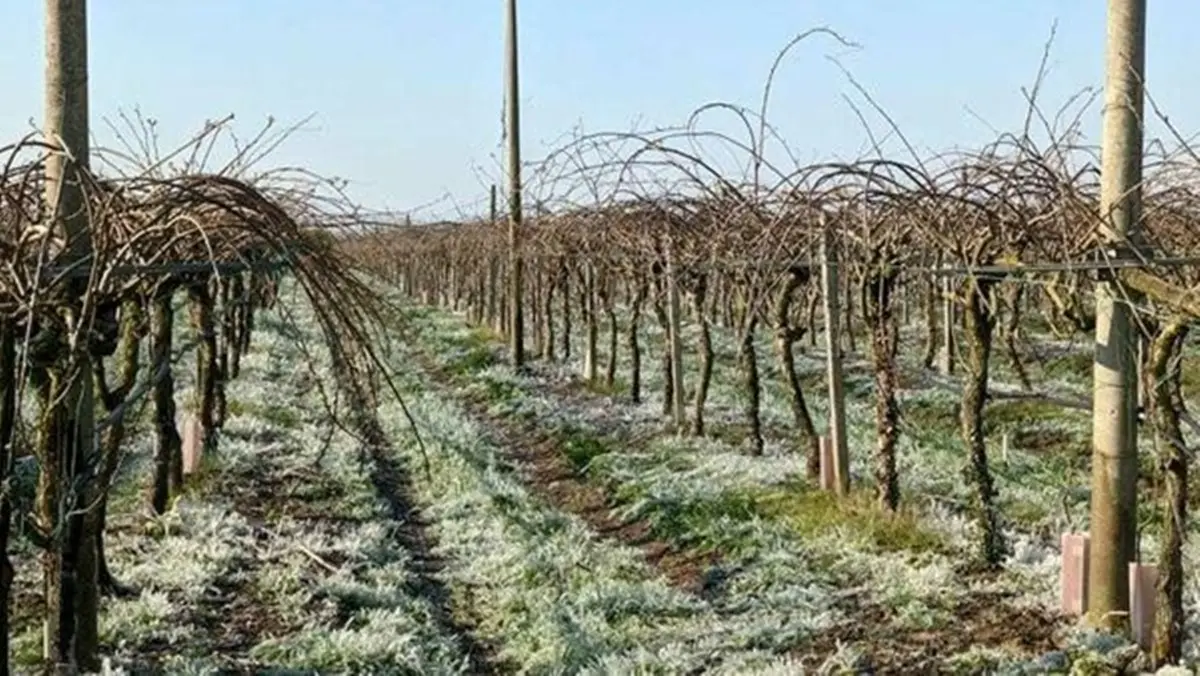 Agricoltura, la MetroCity trasmette gli atti per il risarcimento danni per il settore
