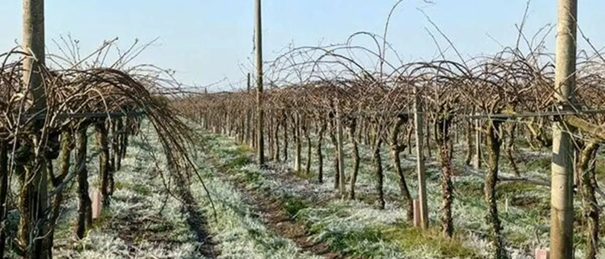 Agricoltura, la MetroCity trasmette gli atti per il risarcimento danni per il settore