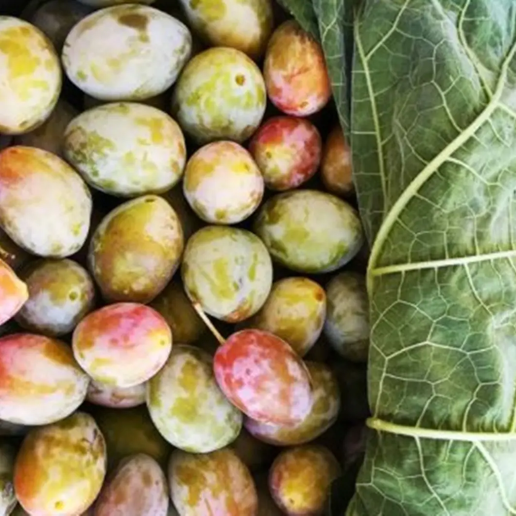 DE GUSTIBUS| A Terranova Sappo Minulio le “pruna ri frati” prodotto simbolo di un territorio