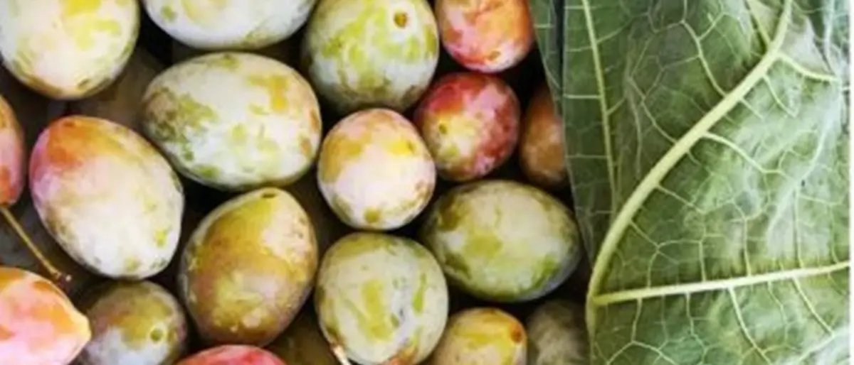 DE GUSTIBUS| A Terranova Sappo Minulio le “pruna ri frati” prodotto simbolo di un territorio