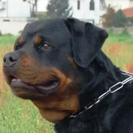 Reggio, Lav: «Rottweiler abbandonata e legata in centro ma Comune e Polizia locale non procedono al recupero»
