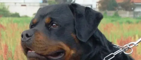 Reggio, Lav: «Rottweiler abbandonata e legata in centro ma Comune e Polizia locale non procedono al recupero»