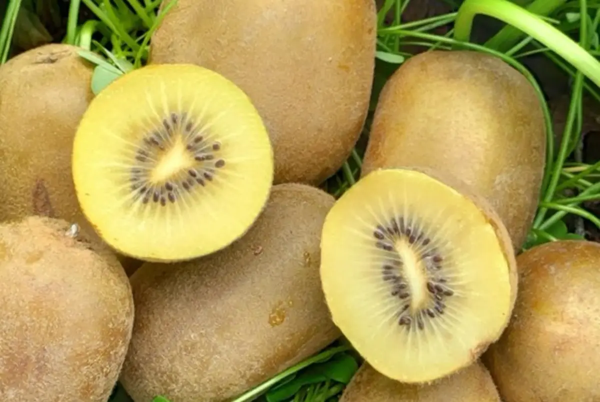 De Gustibus | Kiwi gold: il giallo made in Calabria